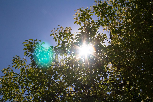 Free The Leaves Camphor Tree photo and picture