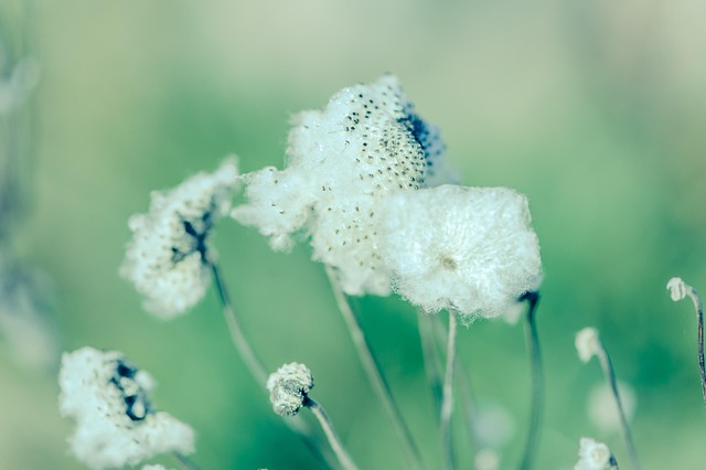 Free Plant Nature photo and picture