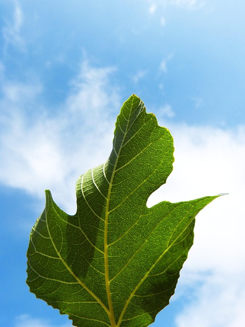 Free Leaf Fig Tree photo and picture