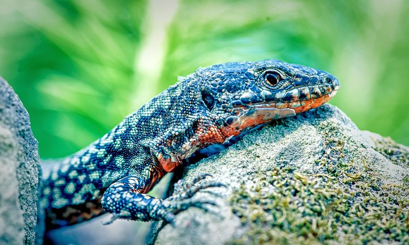 Nikiko Pixabay