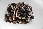 mushroom, spunk, tinder fungus