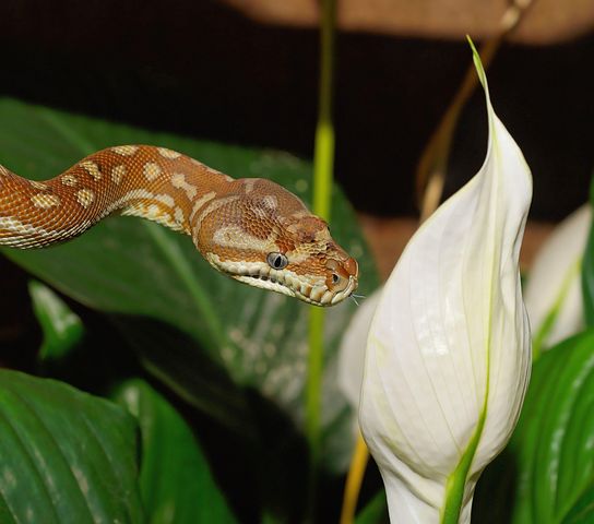400+ Free Python & Snake Images
