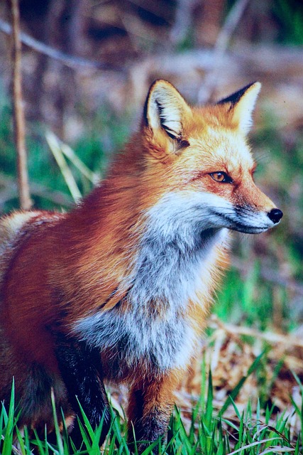 Kostenloses Foto Natur Tiere Fuchs J ger Schlau Kostenloses Bild Kostenloses Foto Natur Tiere Fuchs J ger Schlau Kostenloses Bild
