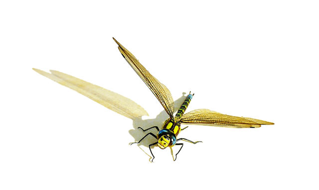 Free dragon-fly nature animals illustration