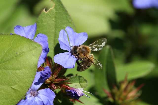 Bij, Bloesem, Natuur, Bloem