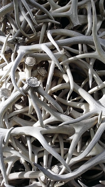 Free Antlers Jackson Hole photo and picture