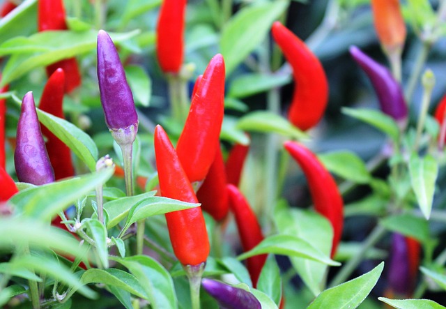 Ardei, Roșu, Violet, Alimente, Vegetal