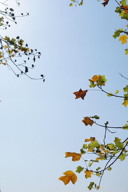 Free The Leaves Sky photo and picture