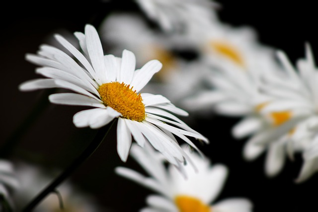Free Nature Chamomile photo and picture