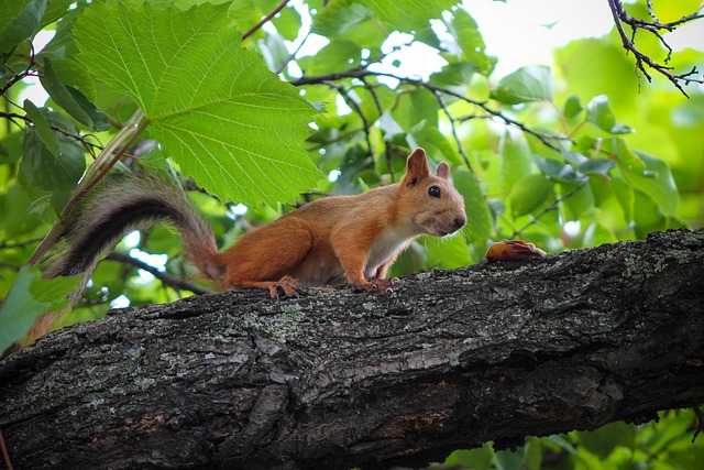 Free Squirrel Food photo and picture
