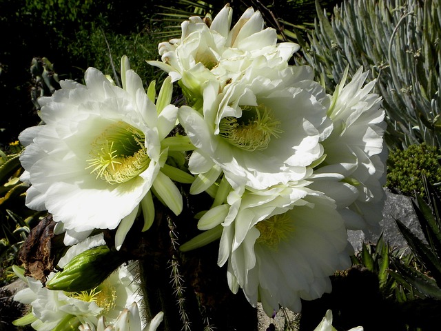 Free Cactus Blossom photo and picture
