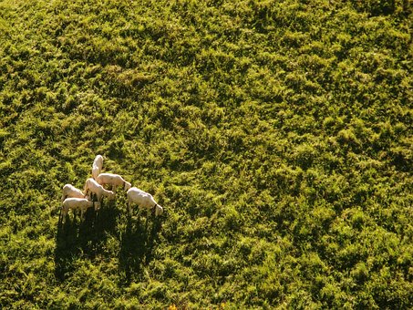 Free Sheep Meadow photo and picture