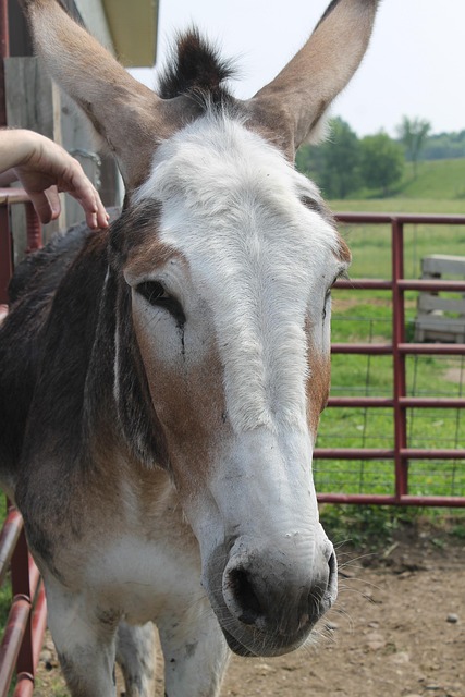 Free Donkey Farm photo and picture
