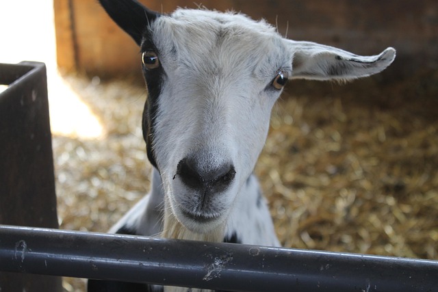 Free Sheep Lamb photo and picture