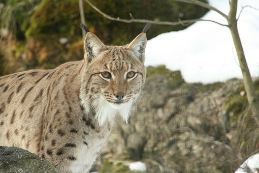 Free Lynx Zoo photo and picture