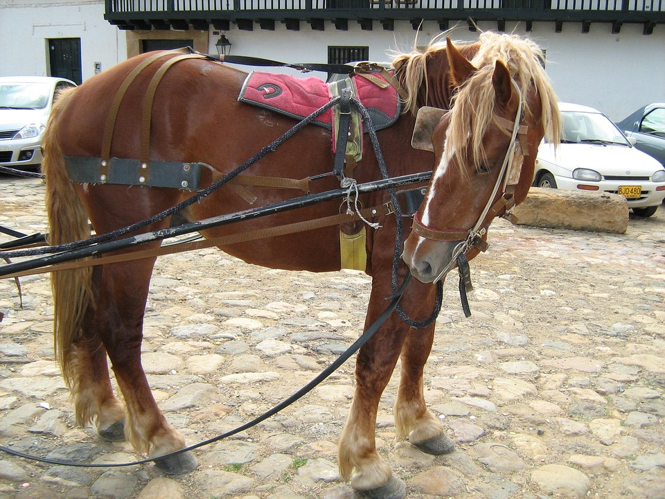Caballo Cabalgar Dia Foto Gratis En Pixabay