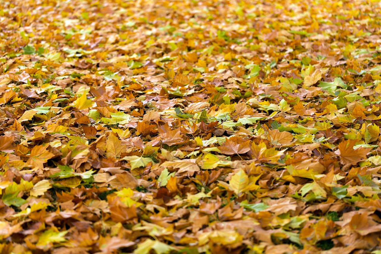6 000 Kostenlose Herbstlaub Und Herbst Bilder Pixabay 6 000 Kostenlose Herbstlaub Und Herbst Bilder Pixabay