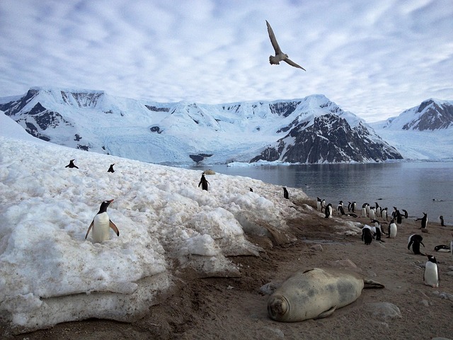 Free Antarctica Penguins photo and picture