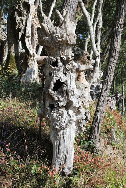 Wortel, Woud, Boom, Natuur, Boomstam