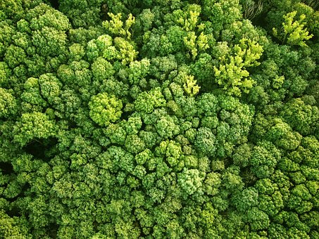 Free Bird'S Eye View Forest photo and picture