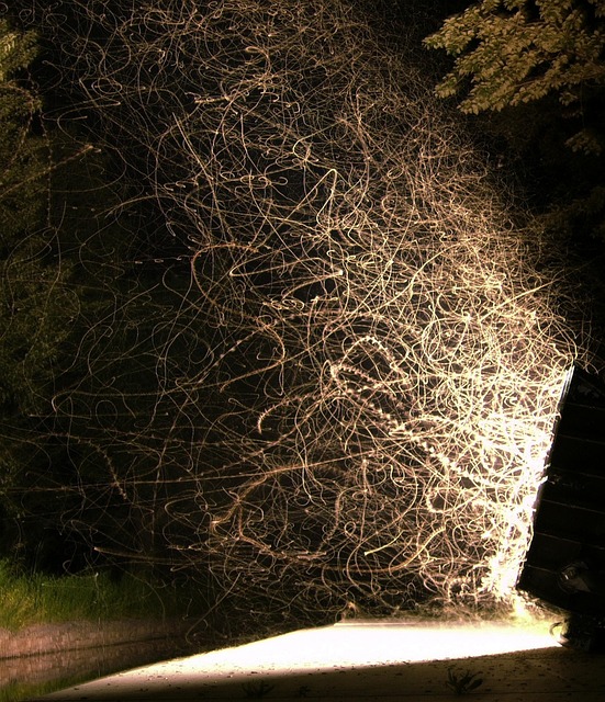 Free Light Insects photo and picture