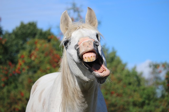 Free Horse Stallion photo and picture