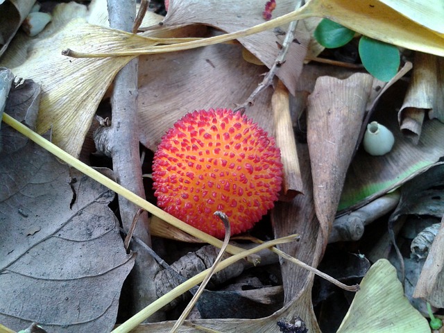Erdbeerbaum, Herbst