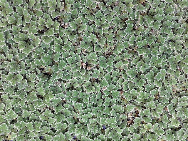 Farn, Grün, Wasser, Feld, Garten