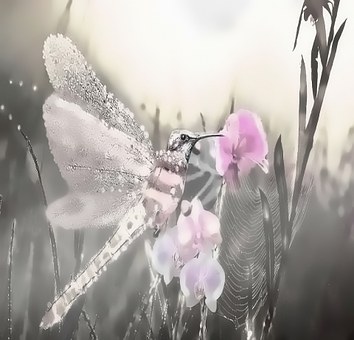 Free Fantasy Humming-Bird illustration and picture