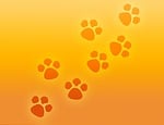 paw print, paws, prints