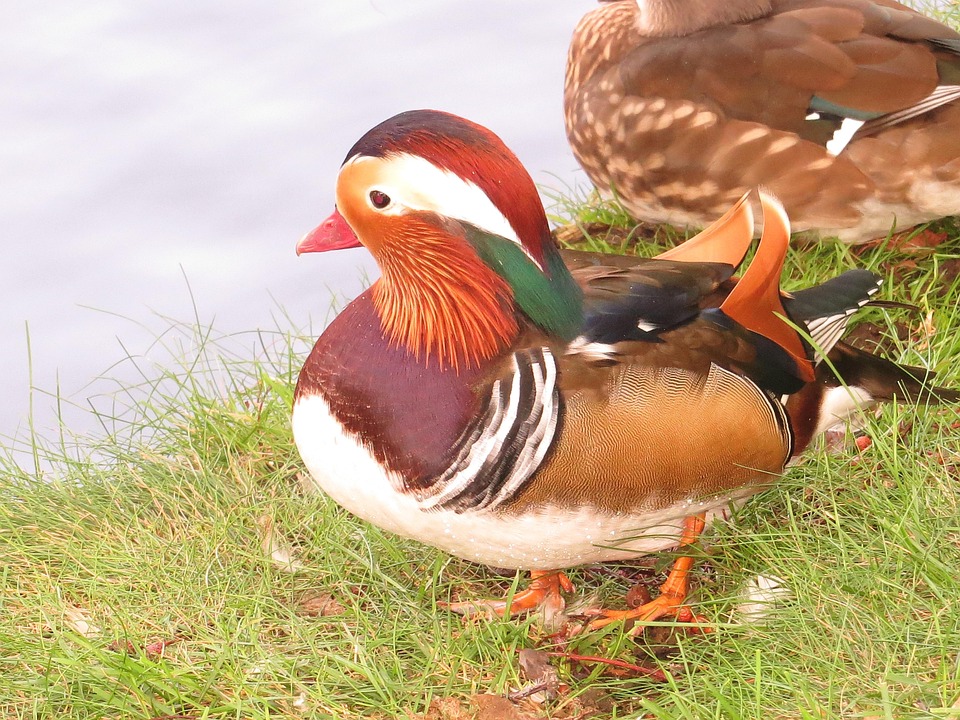 Mandarin Ducks Duck Animal Water - Free photo on Pixabay
