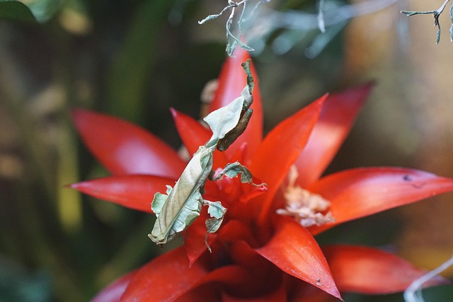 Catcing Insects Catching Insect Animal Insects - Free photo on Pixabay - Pixabay