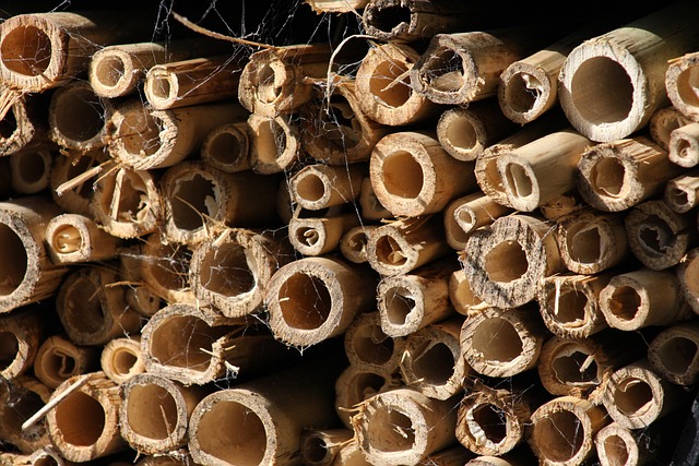 Free Nature Bamboo photo and picture