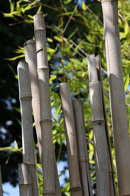 Free Bamboo Green photo and picture