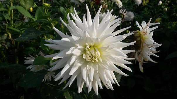 Free Fall Autumn Flower photo and picture