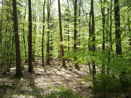 Free Forest Maiwald photo and picture
