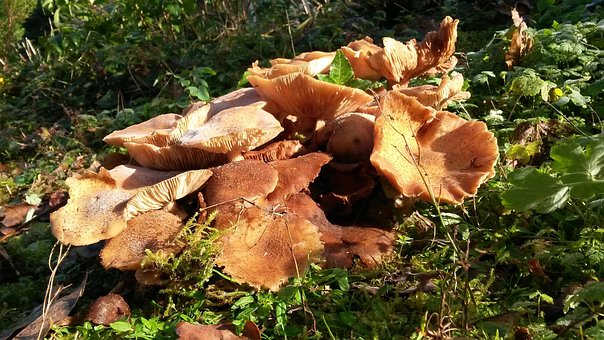 Free Mushrooms Fall photo and picture