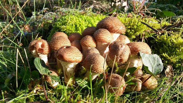 Free Mushrooms Fall photo and picture
