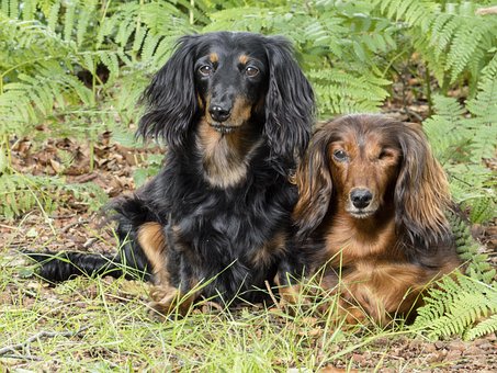 Gravhunde, Kæledyr, Hund, Hunde, Bark