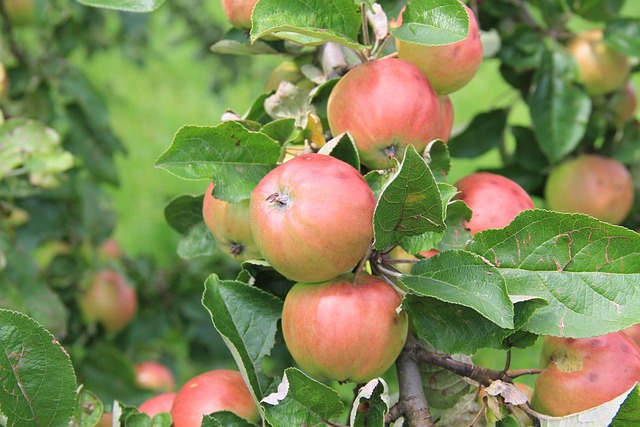 Appels, Appel, Rood, Appelboom, Fruit