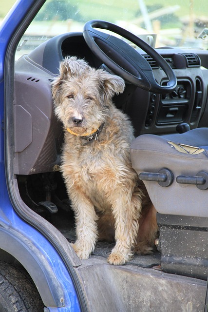 Hond, Huisdier, Auto, Dier, Natuur