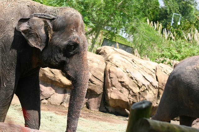 Free Elephants Animals photo and picture