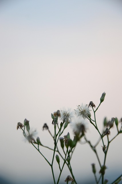 Free Grass Flower Background photo and picture