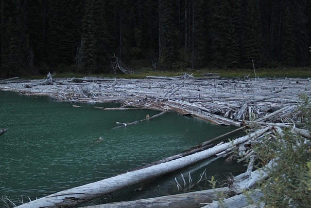 Water, Meer, Boomstammen, Beaver Dam