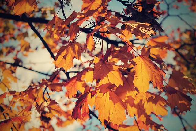 Free Autumn Nature photo and picture