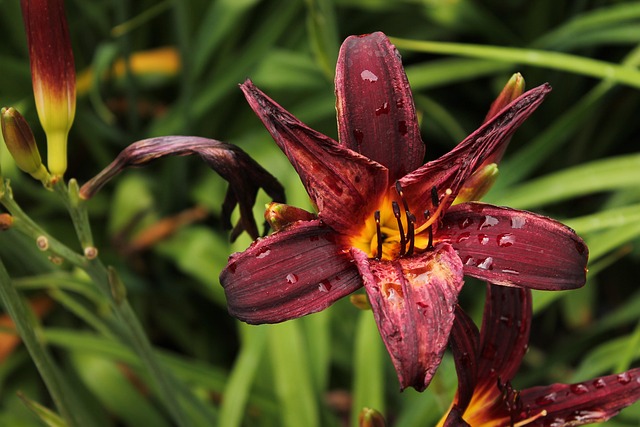 Free Flower Red photo and picture