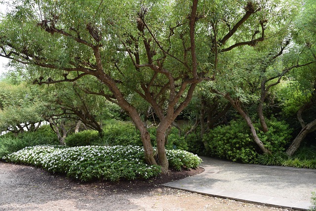 Free Garden Tree photo and picture