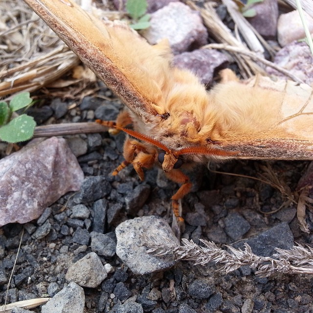 Free Moth Fury photo and picture