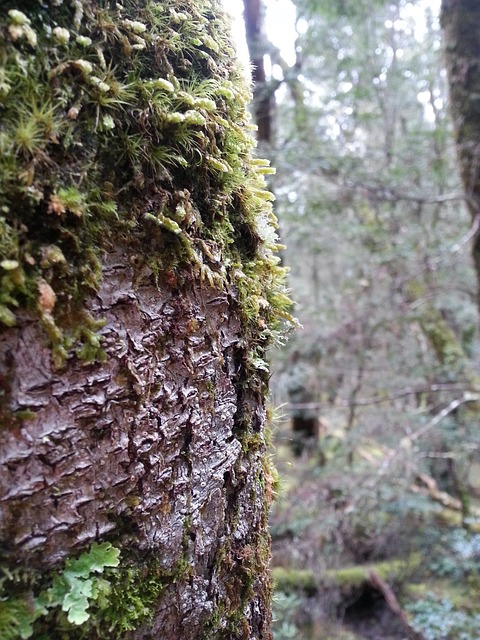 Free Tree Forest photo and picture