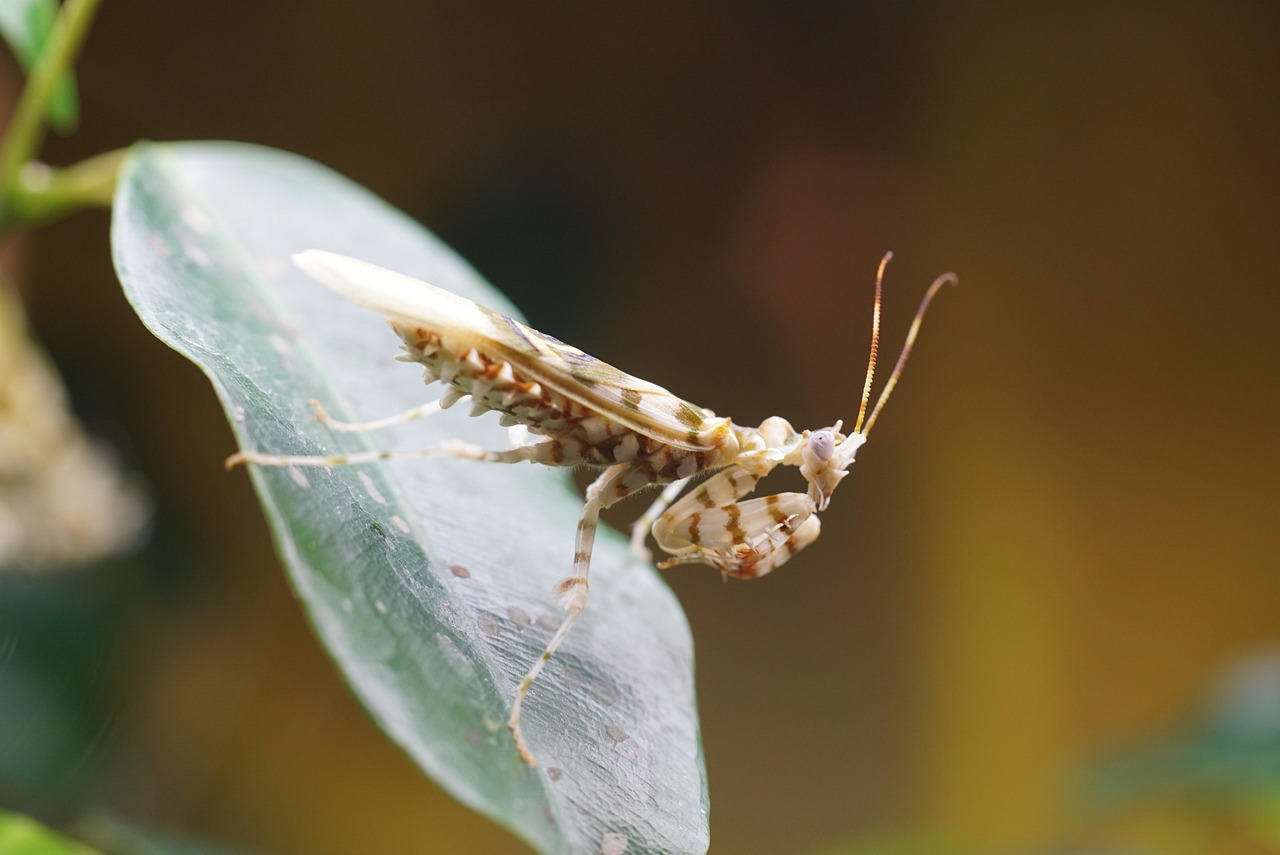 African Flower Mantis Catching - Free photo on Pixabay - Pixabay